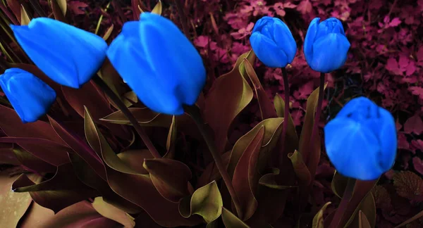 Hermoso Fondo Jardín Con Flores Delicado Fondo Pantalla Flores — Foto de Stock