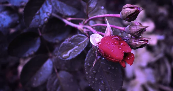 Beautiful Romantic Flower Background Water Drops Leaves — Photo