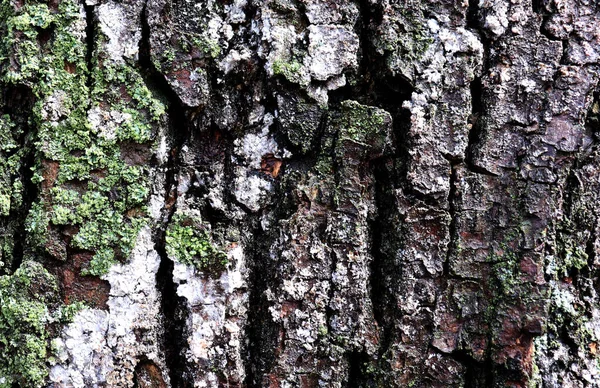 Beautiful Nature Texture Old Bark Green Moss Backdrop — Foto Stock