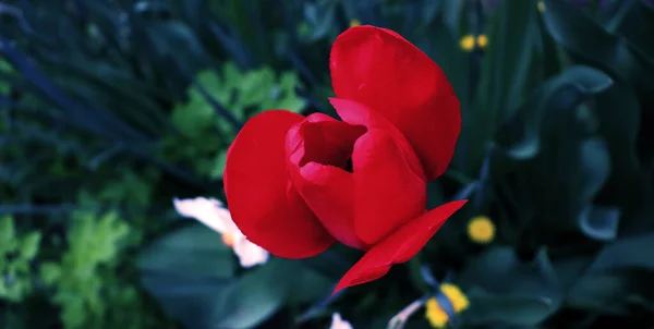 Hermoso Fondo Jardín Con Flores Delicado Fondo Pantalla Flores — Foto de Stock