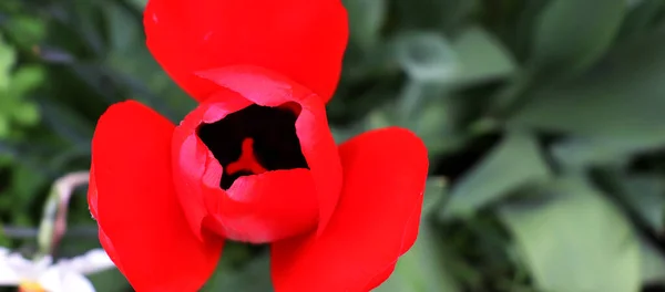 Hermoso Fondo Jardín Con Flores Delicado Fondo Pantalla Flores — Foto de Stock