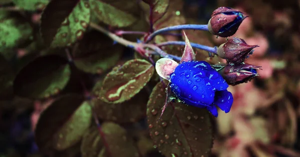 Beautiful Romantic Flower Background Water Drops Leaves — стоковое фото
