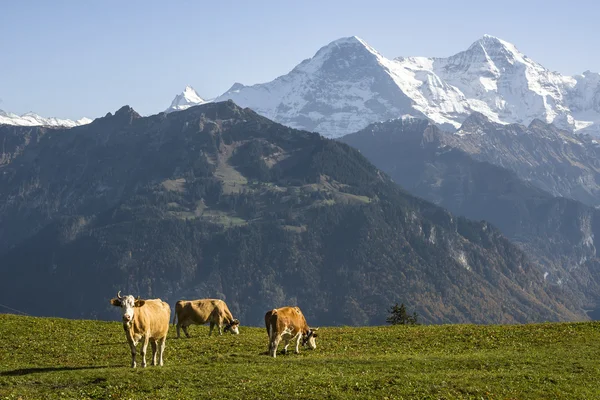 Prados alpinos — Foto de Stock