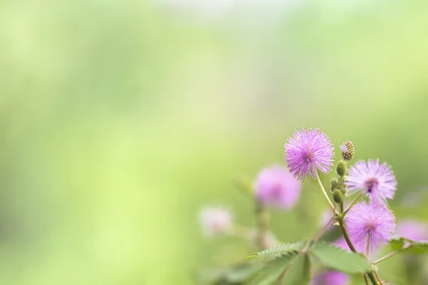 MIMÓZA virág Stock Kép