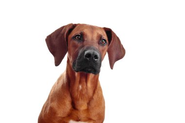 köpek suratı
