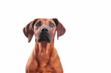Rodezya ridgeback kafa vurdu