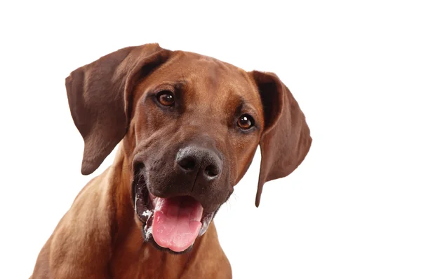 Köpek suratı, mutlu — Stok fotoğraf