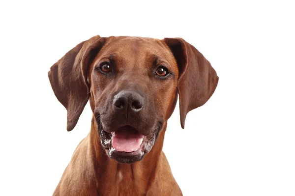 ยิงหัว Rhodesian ridgeback — ภาพถ่ายสต็อก