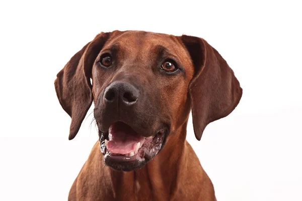 Rhodesian Ridgeback head shot — Stock Photo, Image