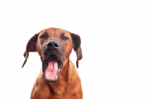 Rhodesian Ridgeback head shot — Stock Photo, Image