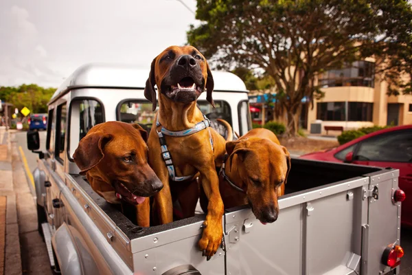 Cão na parte traseira do carro — Fotografia de Stock