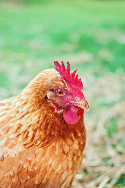 Portrait of a chicken — Stock Photo, Image