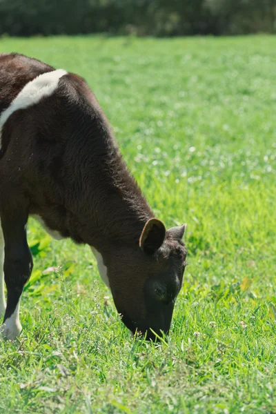 Mucca nel campo — Foto Stock