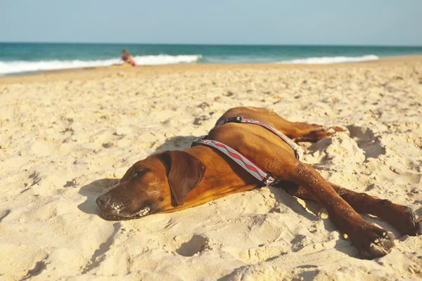 Zmęczony pies na plaży — Zdjęcie stockowe