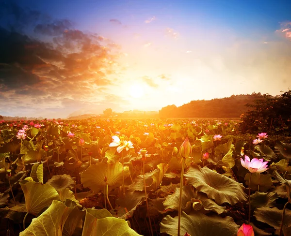 Nelumbo nucifera (Lago e tramonto ) — Foto Stock