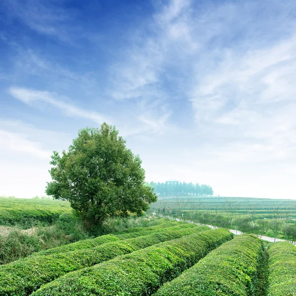 Grandes áreas de plantação de chá — Fotografia de Stock