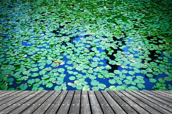 Lily Pad Background — Stock Photo, Image