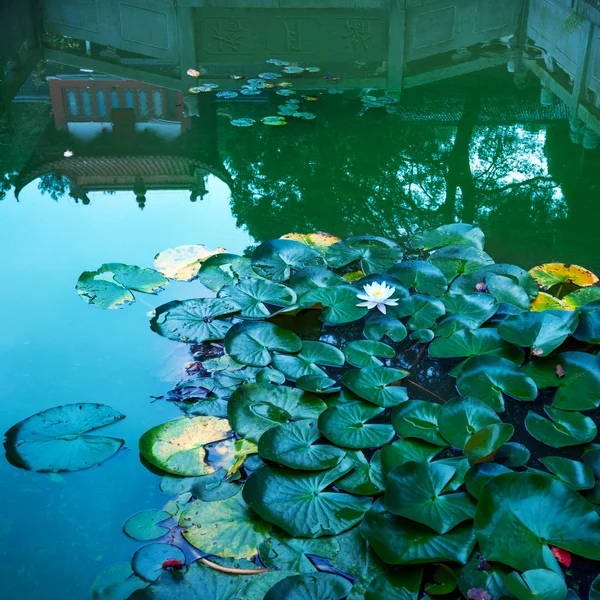 花园池塘 — 图库照片