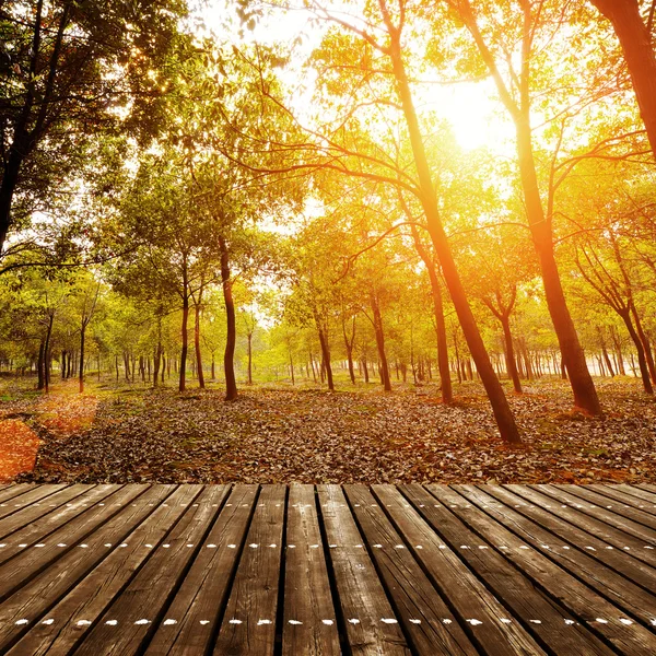 Zonsondergang in het bos — Stockfoto