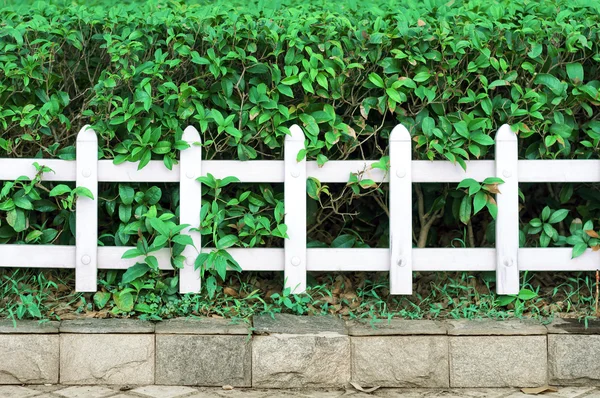 Cercas e plantas — Fotografia de Stock