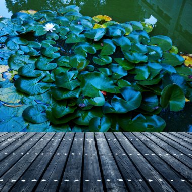 Lily pad arka plan