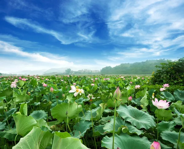 莲花映衬着完美的天空 — 图库照片