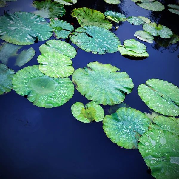 Lily pad sfondo — Foto Stock