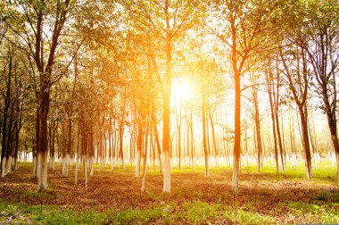 alacakaranlıkta orman