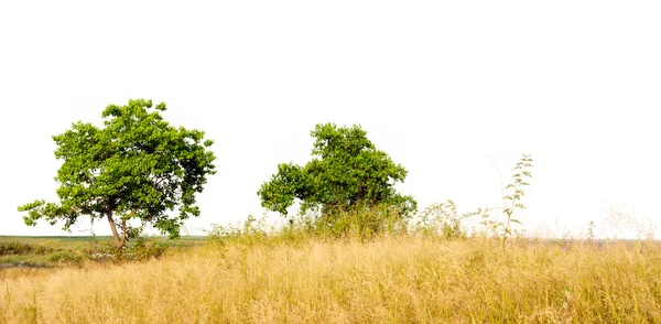 Natureza selvagem — Fotografia de Stock