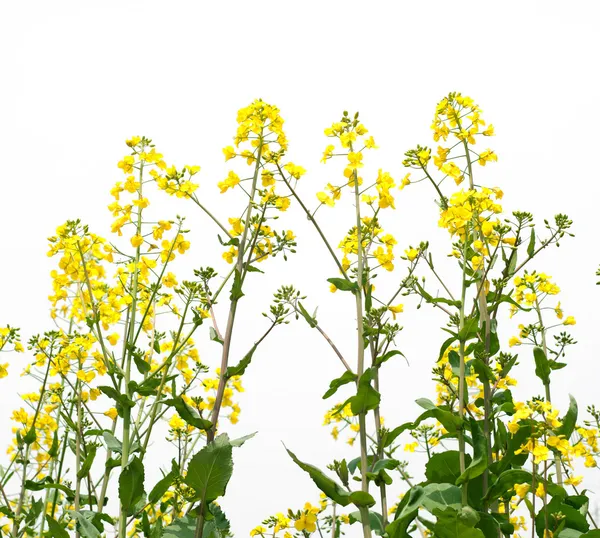 Rape flower — Stock Photo, Image