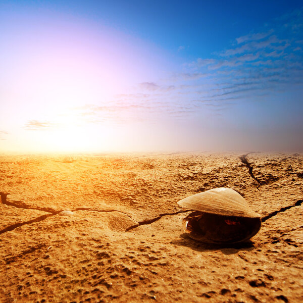 The death of mussels on the beach
