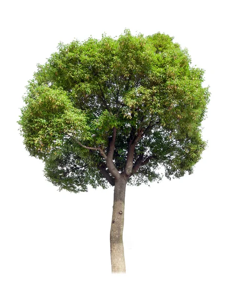 Small tree(Camphor) — Stock Photo, Image