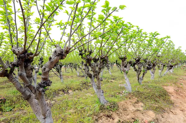 Mulberry trees — Stock Photo, Image