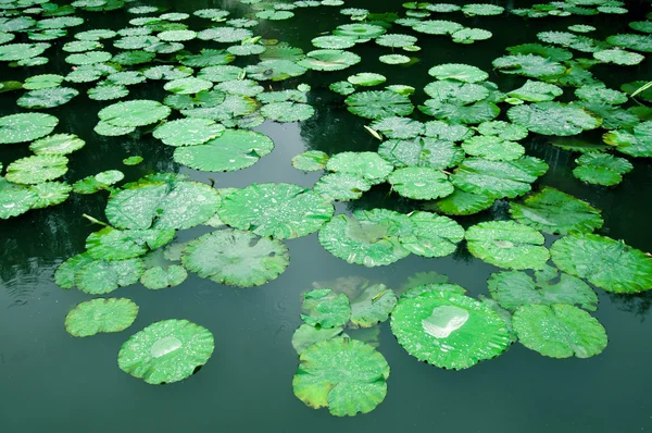 Lily Pad Background — Stock Photo, Image