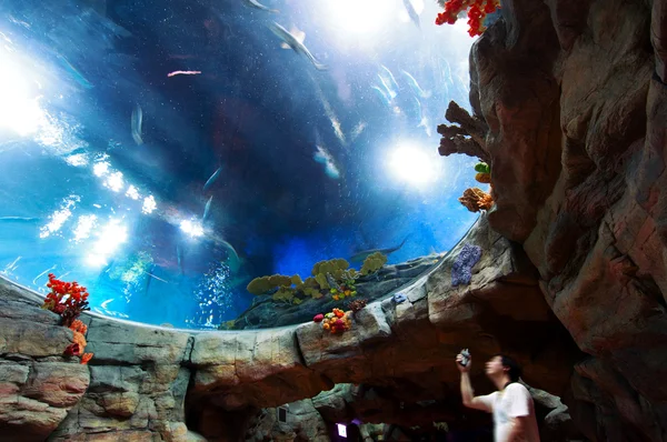 Aquarium — Stock Photo, Image