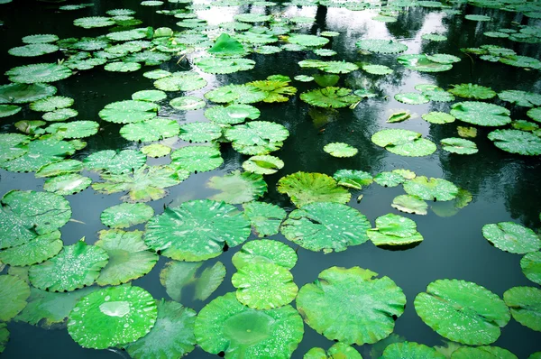 Lily Pad Background