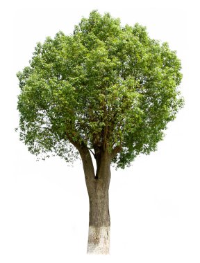 Cinnamomum camphora (L.) Presl