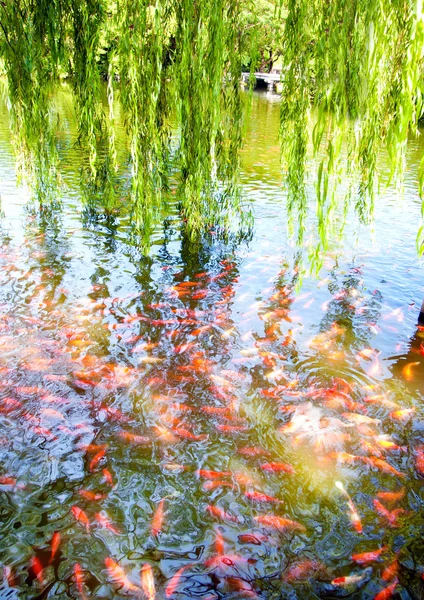 Пруд с золотыми рыбками в парке — стоковое фото