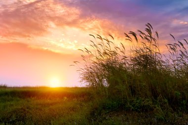 Sunset in the reed clipart
