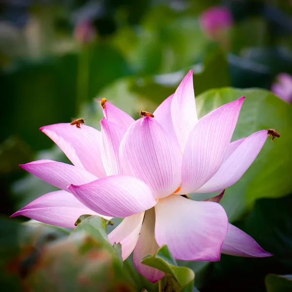 Flor de lótus (Hindu Lotus ) — Fotografia de Stock