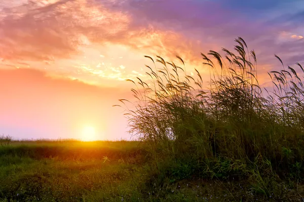 Zonsondergang in het riet — Stockfoto