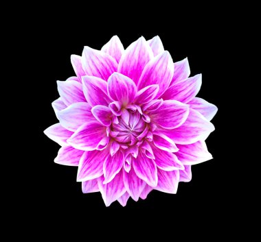 Çiçekler (Dahlia)