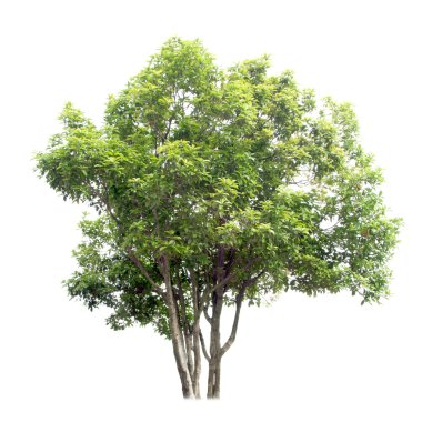tatlı osmanthus ağaç