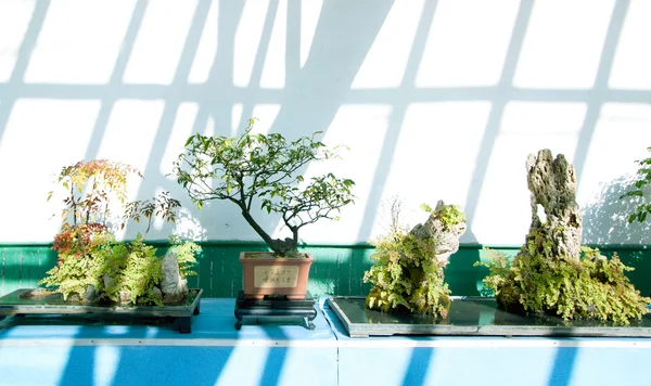 Växthuset — Stockfoto