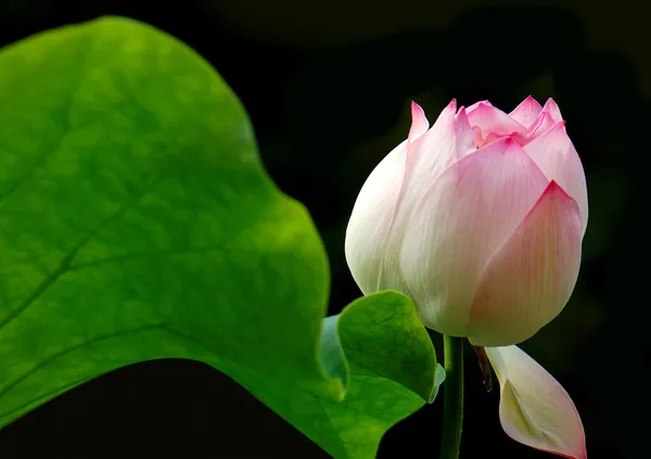 Lotus — Photo