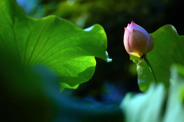 Lotus — Stok fotoğraf