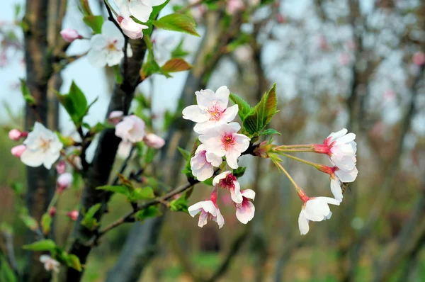 樱桃树 — 图库照片