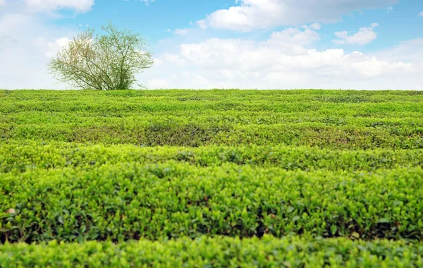 Grandes surfaces de plantation de thé — Photo