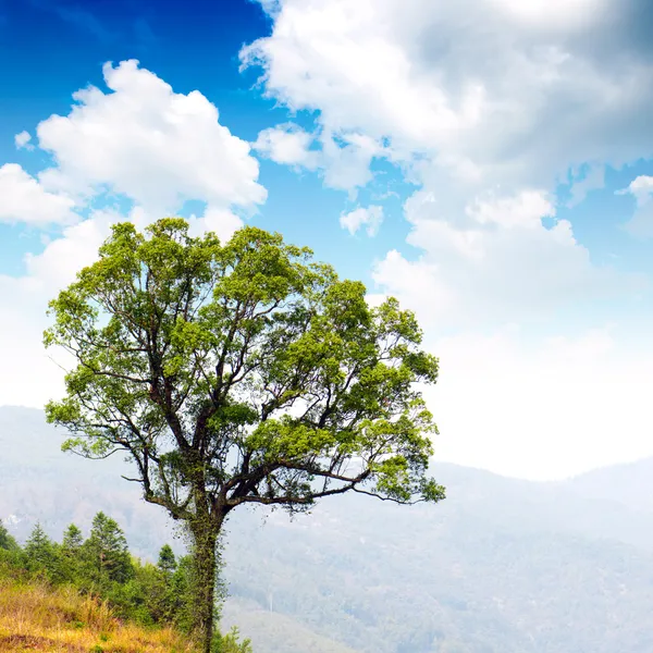 Деревья в дикой горе — стоковое фото