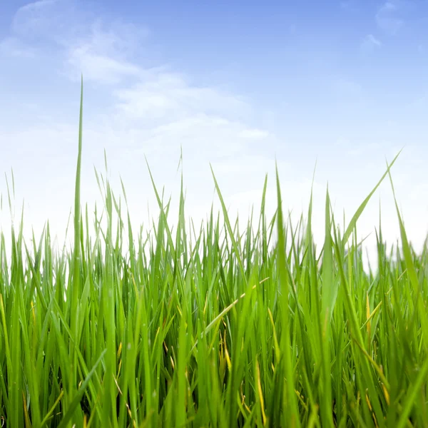 Gras en bewolkte hemel — Stockfoto